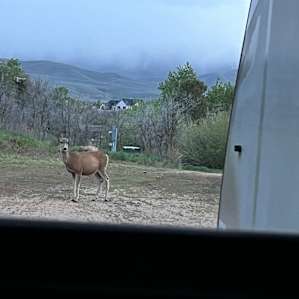 Our neighbor stopped by to say hello!