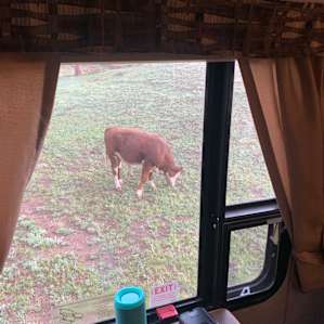 Cow outside!