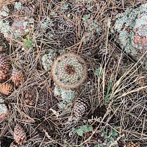 Cactus!