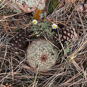 Another cactus!