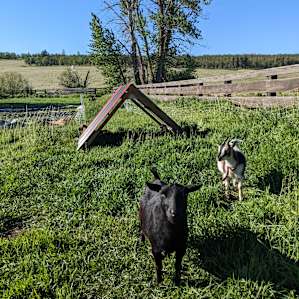 Carbon Farm Yard
