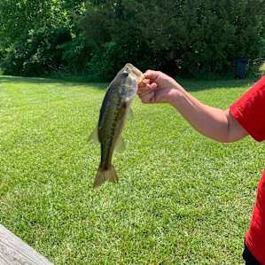 Larger bass