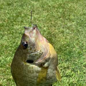 LARGE bluegill
