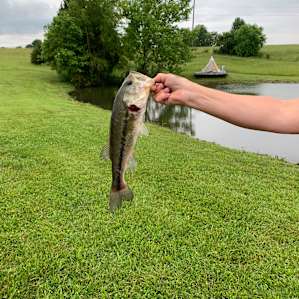 Medium bass