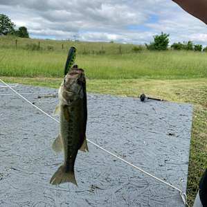 Small bass