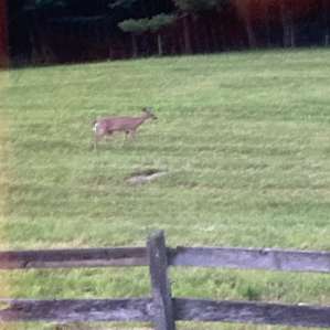 Deer walking around