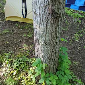 Some of the poison ivy growing on trees at Site no.2