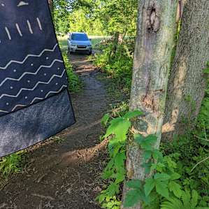 Some of the poison ivy growing on trees at Site no.2