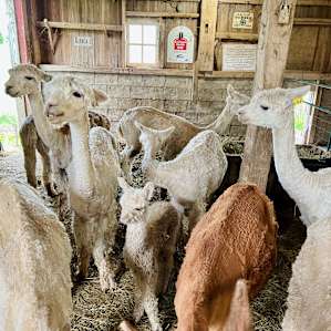 Pine Row Farm Experience RV Style
