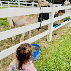 Pine Row Farm Experience RV Style