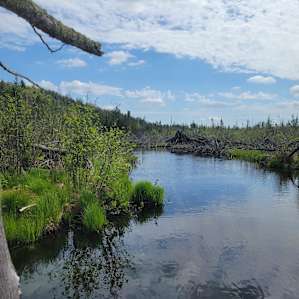 More of the creek...