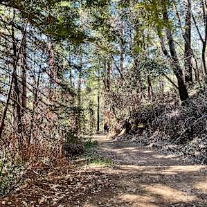 Part of the road into the creek site.