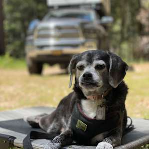 Zoey enjoying the site.