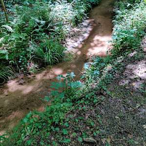 Creekside in the Fern Valley
