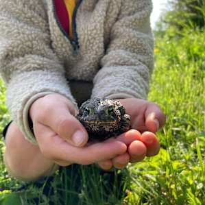 Lots of creatures about- including toads! Great for nature lovers.