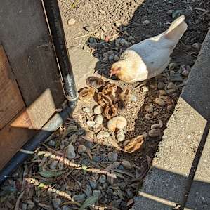 Future greeters, chucks were only a couple of days old