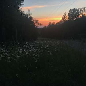 Tastefully wild meadows