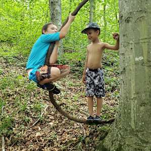 Cool vines in the woods