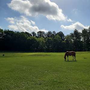 Wildwood Campsite