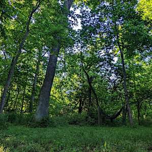 Rustic woods camping/RV field park