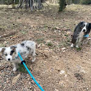 3-Acre Aspen Filled Campsite