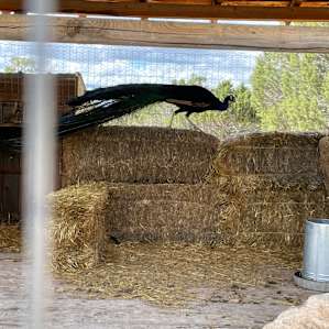 High Desert Cowboy Shack