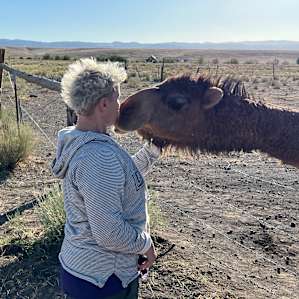 Camels and a Yurt