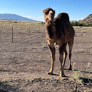 Camels and a Yurt