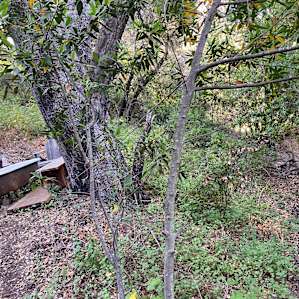 Yurt Glamping Santa Barbara Site 2