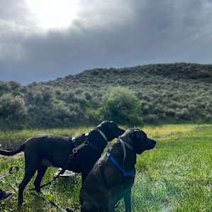 Our dogs loved this site!!