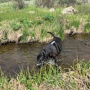 The dogs loved the cold creek water!