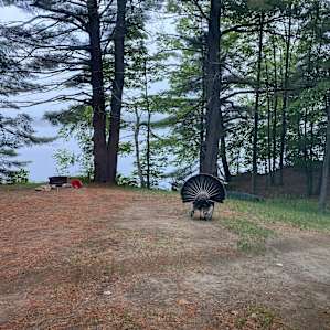 Wild turkeys came to visit