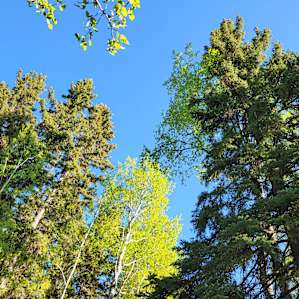 Beautiful trees provide plenty of privacy.