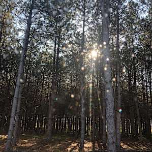In the Pines on Staghorn