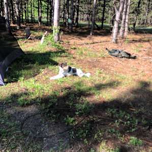 In the Pines on Staghorn