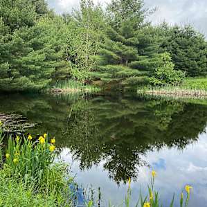 Pondside Meadow