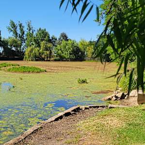 There really is a lake under those weeds and moss. When the wind blows you can see the water. Don't let the weeds stop you from canoeing. It is real fun paddling thru the weeds.