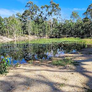 Beautiful peaceful place the pond full of lillies