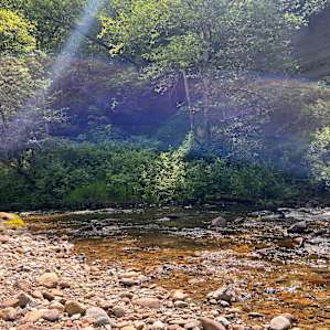 Camping in forest, next to a creek.