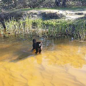 Moore River Camping: Exclusive