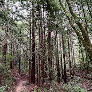 Some of the hiking trail