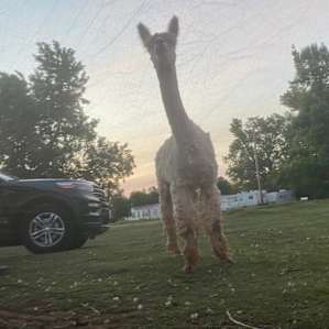 Alpaca camping
