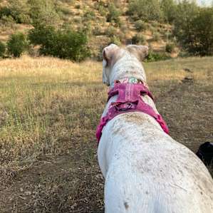 Bella enjoying the view!