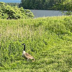 Slippery Rock Riverbank Tent Sites