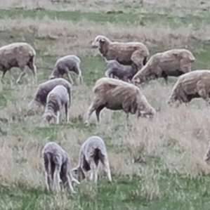 Some of the locals