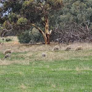 These guys are a bit shy