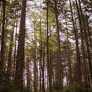 Remote forest cabins and camping