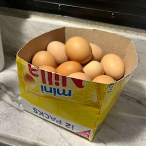 FRESH eggs! Just tell Amanda if you are interested