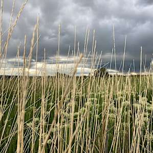 High Desert Pasture