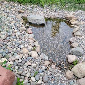 Pond outside the cabin